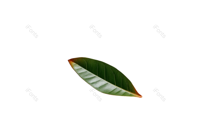 叶子图片,形状元素,清新PNG,摄影免抠素材